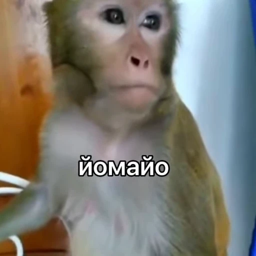 😟 Стикер «collection» для Telegram