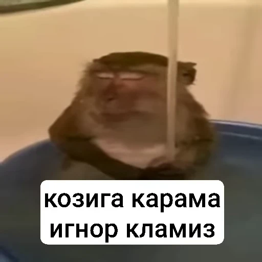 🌟 Стикер «collection» для Telegram