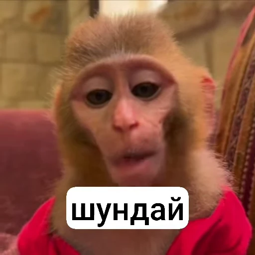 🌟 Стикер «collection» для Telegram