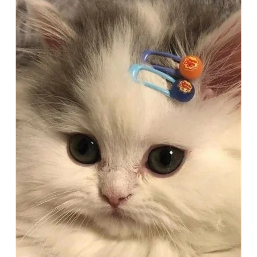 😐 Стикер «ТОКСИККОЛЛЕКШН» для Telegram
