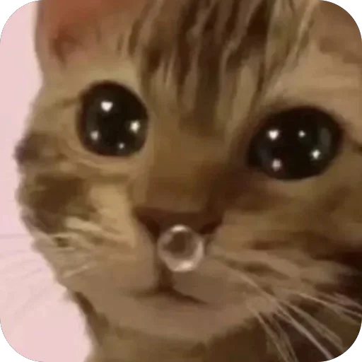 🫥 Стикер «ТОКСИККОЛЛЕКШН» для Telegram