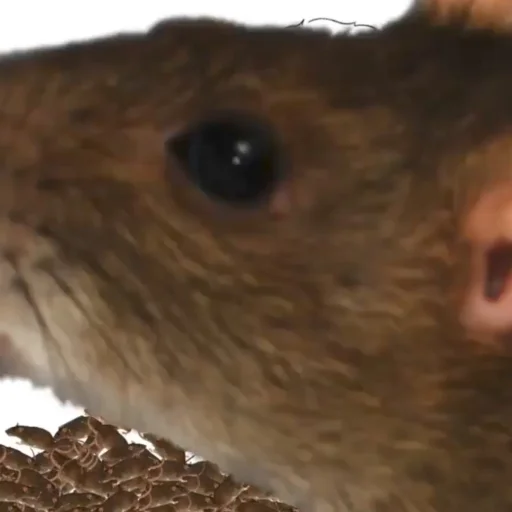 🐀 Стикер «Trash And Hurty» для Telegram