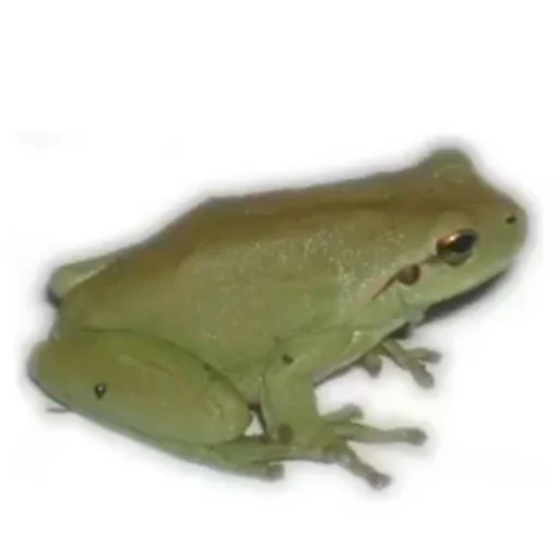 🐸 Стикер «Trash And Hurty» для Telegram