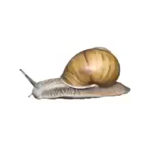 🐌 Стикер «Trash And Hurty» для Telegram