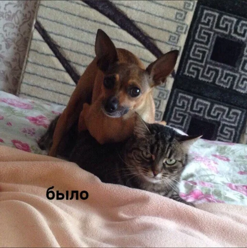 🐈 Стикер «Tрash» для Telegram