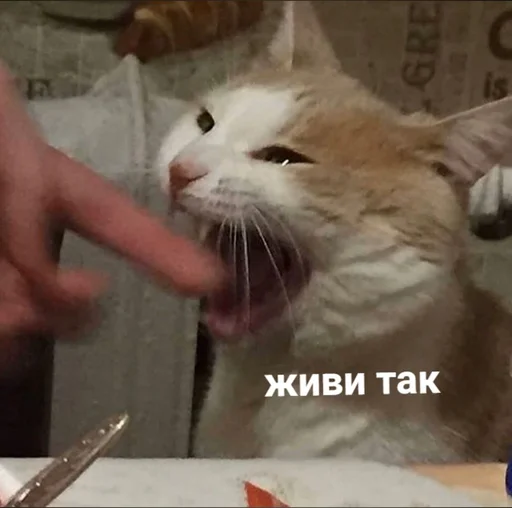 🐈 Стикер «Tрash» для Telegram