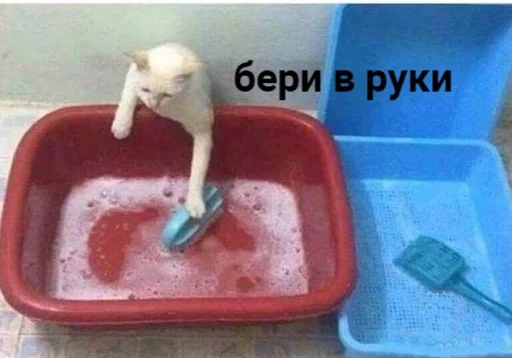 🐈 Стикер «Tрash» для Telegram