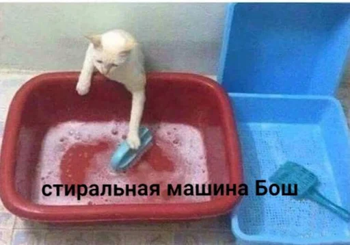 🐈 Стикер «Tрash» для Telegram