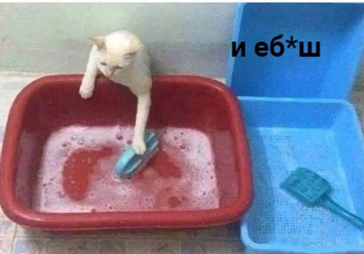 🐈 Стикер «Tрash» для Telegram