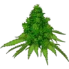 Стикер 61 Weed