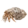🦀 Эмодзи «Treasures from the Sea» для Telegram