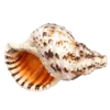 🦪 Эмодзи «Treasures from the Sea» для Telegram