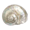 🦪 Эмодзи «Treasures from the Sea» для Telegram