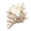 🦪 Эмодзи «Treasures from the Sea» для Telegram