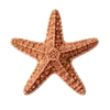 ⭐ Эмодзи «Treasures from the Sea» для Telegram