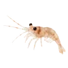 🦐 Эмодзи «Treasures from the Sea» для Telegram