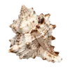 🦪 Эмодзи «Treasures from the Sea» для Telegram