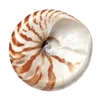 🦪 Эмодзи «Treasures from the Sea» для Telegram