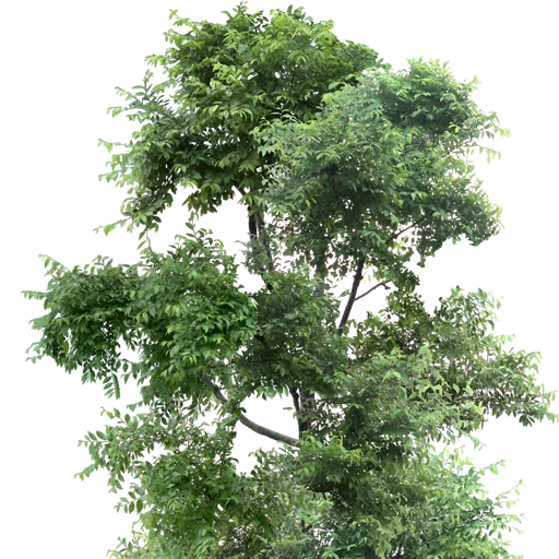 🌳 Стикер «Trees Nature» для Telegram