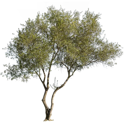 🌳 Стикер «Trees Nature» для Telegram
