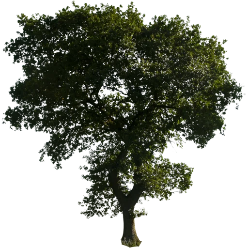 🌳 Стикер «Trees Nature» для Telegram
