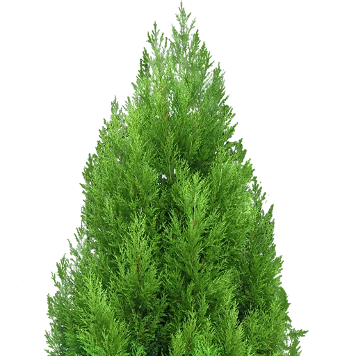 🌲 Стикер «Trees Nature» для Telegram