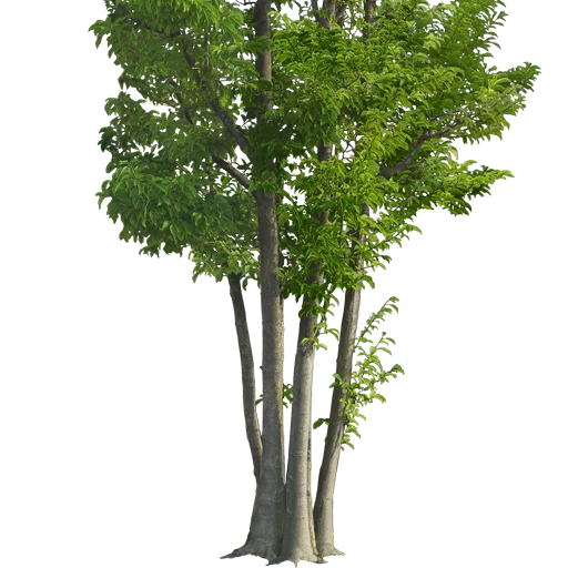 🌳 Стикер «Trees Nature» для Telegram