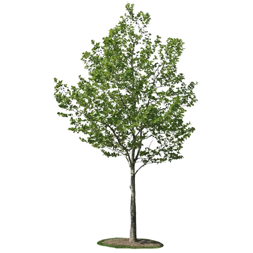 🌳 Стикер «Trees Nature» для Telegram