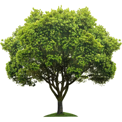 🌳 Стикер «Trees Nature» для Telegram