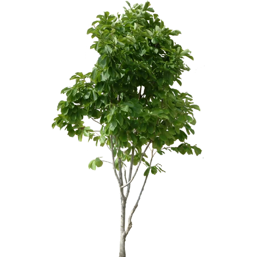 🌳 Стикер «Trees Nature» для Telegram