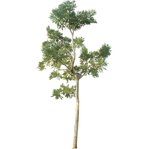 🌳 Стикер «Trees Nature» для Telegram