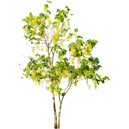 🌳 Стикер «Trees Nature» для Telegram