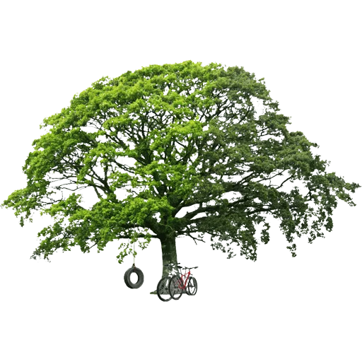 🌳 Стикер «Trees Nature» для Telegram