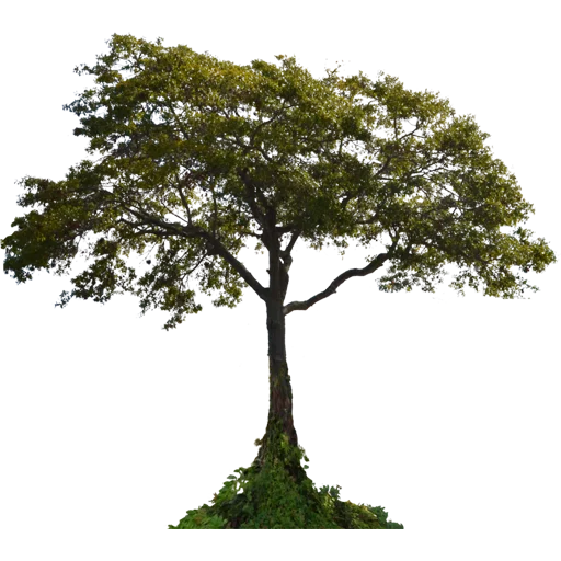 🌳 Стикер «Trees Nature» для Telegram