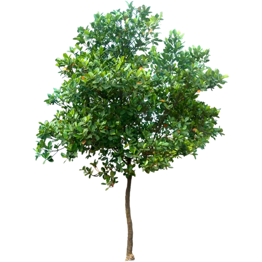 🌳 Стикер «Trees Nature» для Telegram