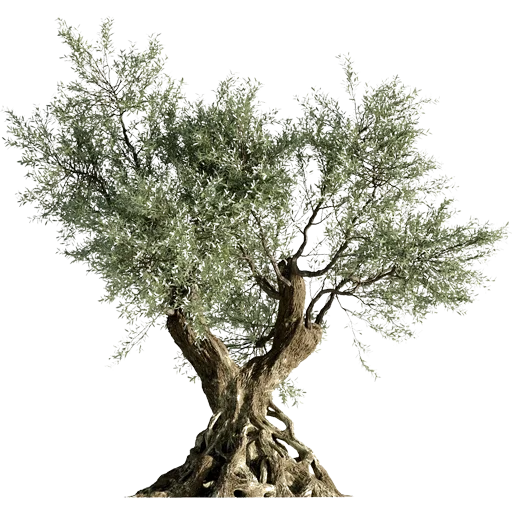 🌳 Стикер «Trees Nature» для Telegram