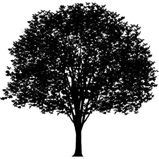 🌳 Стикер «Trees Nature» для Telegram