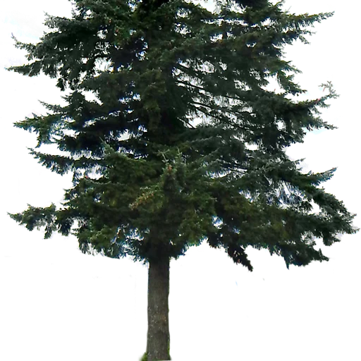 🌲 Стикер «Trees Nature» для Telegram