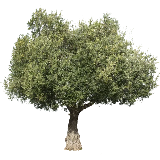 🌳 Стикер «Trees Nature» для Telegram
