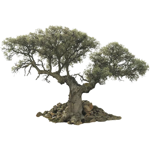 🌳 Стикер «Trees Nature» для Telegram