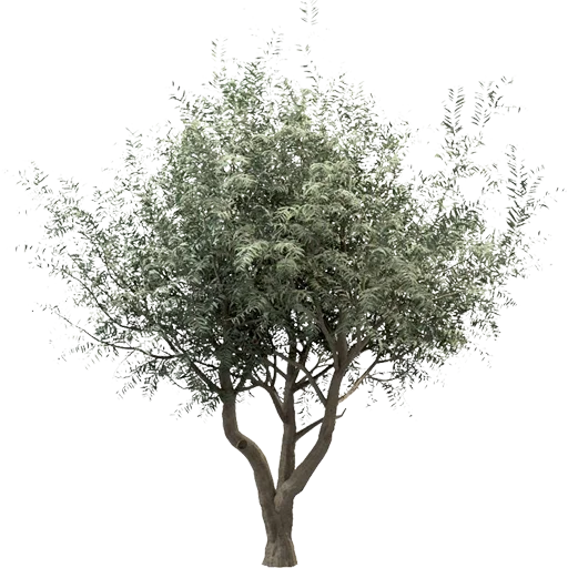 🌳 Стикер «Trees Nature» для Telegram