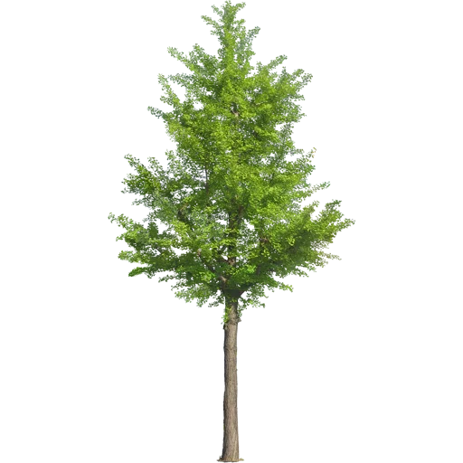 🌳 Стикер «Trees Nature» для Telegram