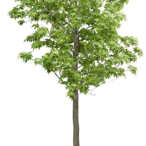 🌳 Стикер «Trees Nature» для Telegram