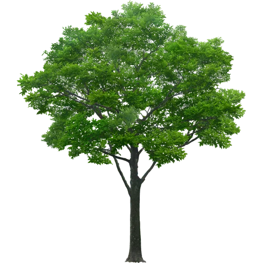 🌳 Стикер «Trees Nature» для Telegram