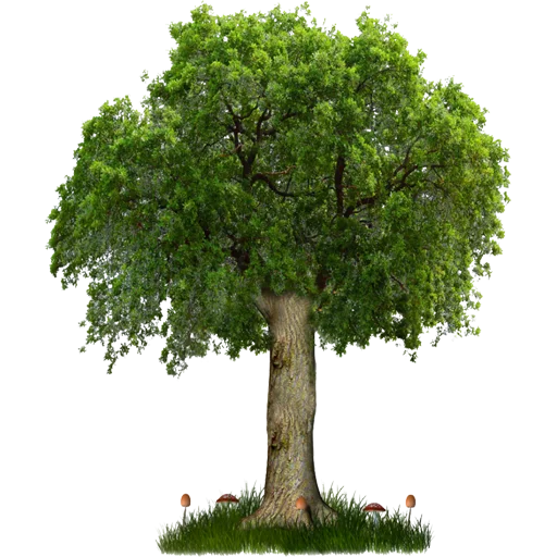 🌳 Стикер «Trees Nature» для Telegram