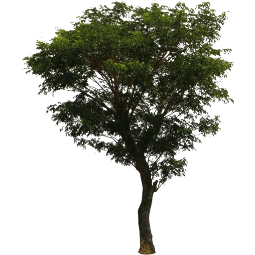 🌳 Стикер «Trees Nature» для Telegram