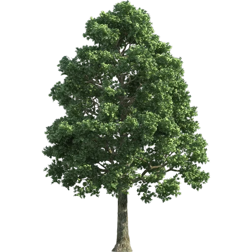 🌳 Стикер «Trees Nature» для Telegram