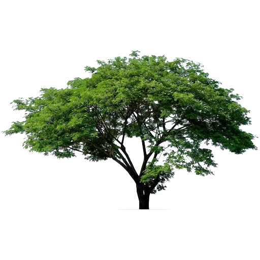 🌳 Стикер «Trees Nature» для Telegram