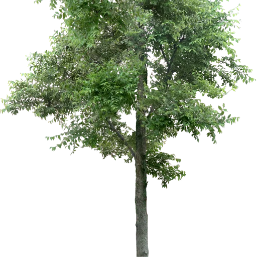 🌳 Стикер «Trees Nature» для Telegram