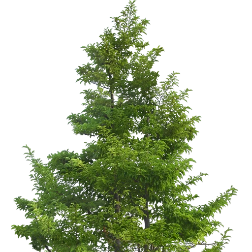 🌳 Стикер «Trees Nature» для Telegram